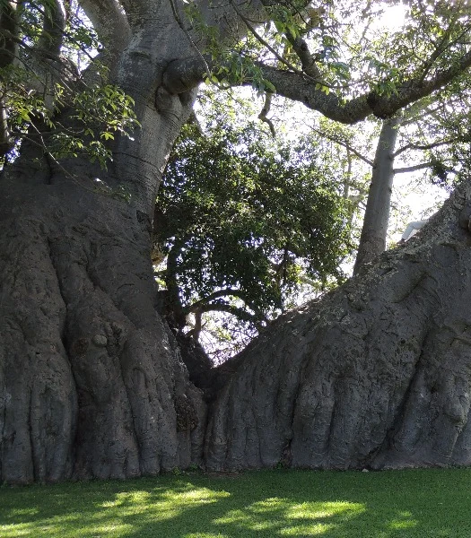 Monumental baobab trunk and branches, personal photograph