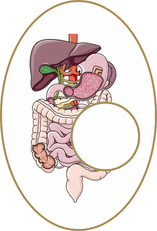 Digestive system at the centre of the diagram