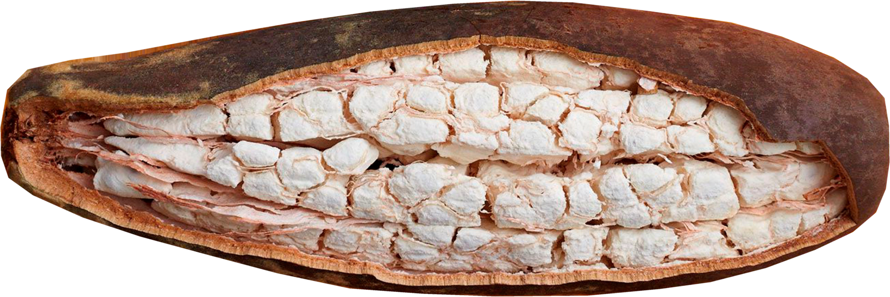 Open baobab fruit revealing its white pulp